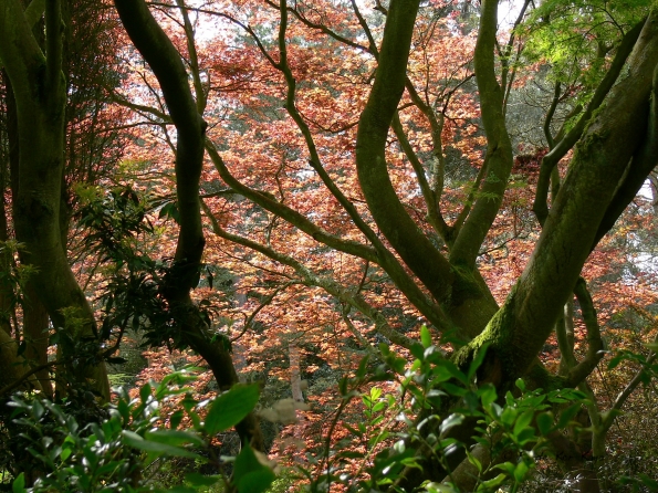Bois des Moutiers (34) Mai 2012